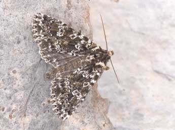 Polymixis polymita L. adulte - Philippe Mothiron