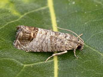 Cydia pomonella L. adulte - ©Lionel Taurand