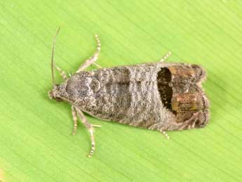 Cydia pomonella L. adulte - Philippe Mothiron