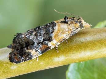 Phtheochroa purpuratella Geoff. adulte - Friedmar Graf