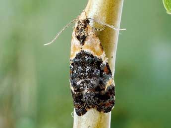 Phtheochroa purpuratella Geoff. adulte - Friedmar Graf
