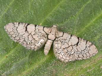 Eupithecia schiefereri Bohatsch adulte - Philippe Mothiron