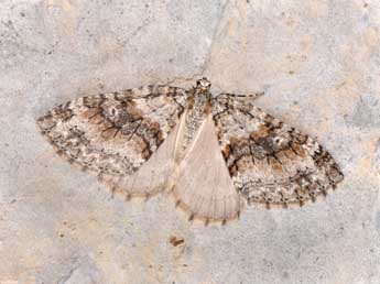 Nothocasis sertata Hb. adulte - Philippe Mothiron