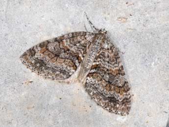 Nothocasis sertata Hb. adulte - Philippe Mothiron