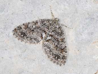 Nothocasis sertata Hb. adulte - Philippe Mothiron