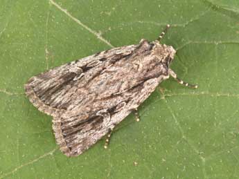 Dichagyris signifera D. & S. adulte - Philippe Mothiron