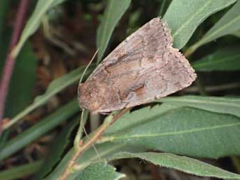 Coenophila subrosea Stph. adulte - Jean-Alain Guilloton