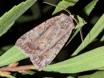 Coenophila subrosea Stph. adulte - Romain Planchot