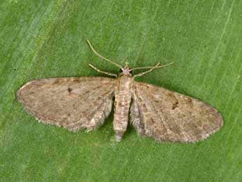 Eupithecia trisignaria H.-S. adulte - Philippe Mothiron