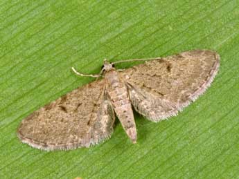 Eupithecia trisignaria H.-S. adulte - Philippe Mothiron