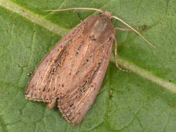 Nonagria typhae Thnbg adulte - Philippe Mothiron
