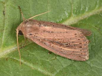 Nonagria typhae Thnbg adulte - Philippe Mothiron