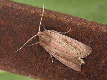 Nonagria typhae Thnbg adulte - Philippe Mothiron