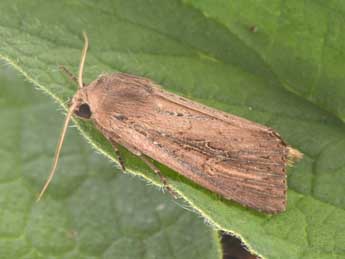Nonagria typhae Thnbg adulte - Philippe Mothiron