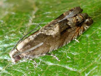 Rhopobota ustomaculana Curt. adulte - Friedmar Graf