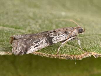 Ephestia welseriella Z. adulte - Philippe Mothiron