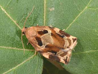 Archips xylosteana L. adulte - Philippe Mothiron