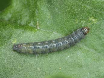  Chenille de Lobesia abscisana Dbld. - �Patrick Clement