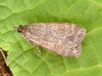 Scoparia ambigualis Tr. adulte - �Philippe Mothiron