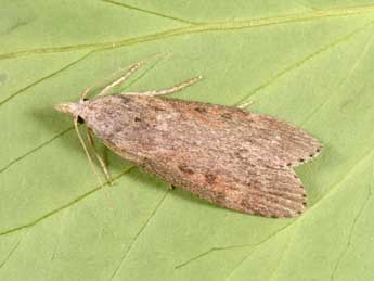 Lamoria anella D. & S. adulte - �Philippe Mothiron