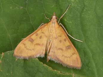 Mecyna auralis H. Peyer. adulte - �Philippe Mothiron