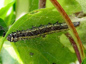  Chenille de Ortholepis betulae Gze - �Friedmar Graf