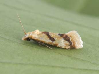 Aethes bilbaensis R�ssl. adulte - �Philippe Mothiron