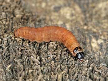  Chenille de Epinotia bilunana Hw. - �Patrick Clement
