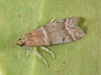 Vitula biviella Z. adulte - �Philippe Mothiron