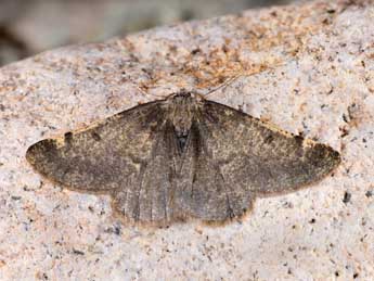 Sciadia bubaceki Schaw. adulte - �Lionel Taurand