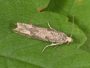 Pelochrista caecimaculana Hb. adulte - �Philippe Mothiron