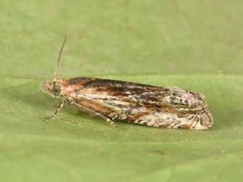 Eucosma cana Hw. adulte - �Philippe Mothiron