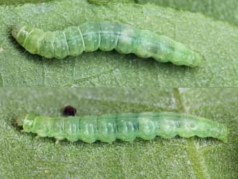  Chenille de Apotomis capreana Hb. - �Patrick Clement