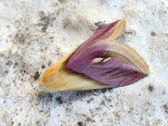 Eublemma cochylioides Gn. adulte - �Philippe Geniez