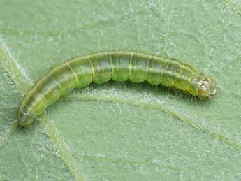  Chenille de Exapate congelatella Cl. - �Patrick Clement