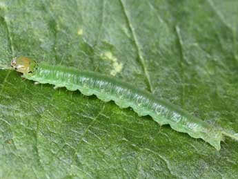 Chenille de Pandemis corylana F. - �Patrick Clement