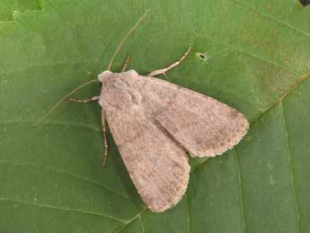 Euxoa cos Hb. adulte - �Philippe Mothiron