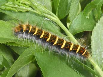  Chenille de Trichiura crataegi L. - �Philippe Mothiron
