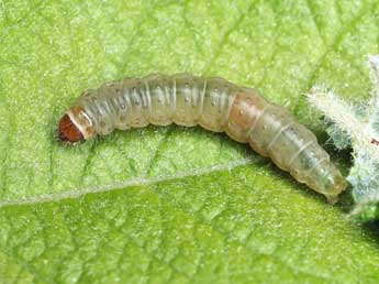  Chenille de Epinotia cruciana L. - �Patrick Clement