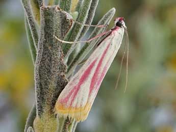 Eurhodope cruentella Dup. adulte - �Friedmar Graf