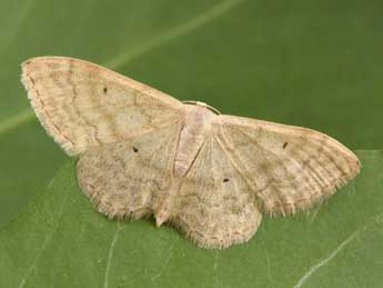 Idaea deversaria H.-S. adulte - �Philippe Mothiron