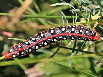  Chenille de Hyles euphorbiae L. - �G�rard Champier
