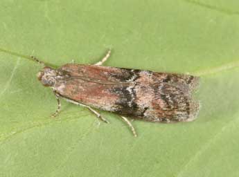 Rhodophaea formosa Hw. adulte - �Philippe Mothiron