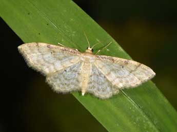 Idaea fuscovenosa Gze adulte - �Philippe Mothiron