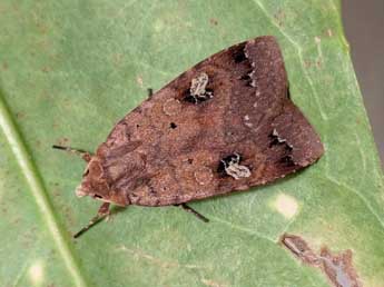 Diarsia guadarramensis Brsn adulte - �Jean Haxaire