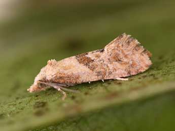 Cochylidia heydeniana H.-S. adulte - �Lionel Taurand