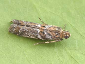 Uncinus hispanellus Stgr adulte - �Philippe Mothiron