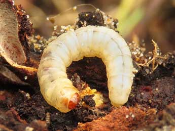  Chenille de Pyropteron hispanicum Kallies - �Ruben Meert