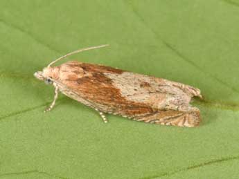 Eucosma hohenwartiana D. & S. adulte - �Philippe Mothiron