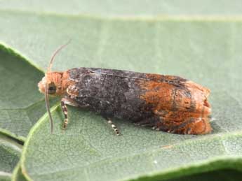 Lepteucosma huebneriana Ko�ak adulte - �Philippe Mothiron